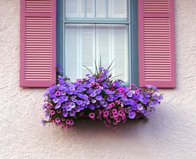 Window Box Flowers