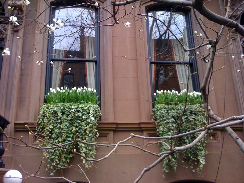 westvillage-newyorkcity-tulips-ivy-windowbox-brownstone
