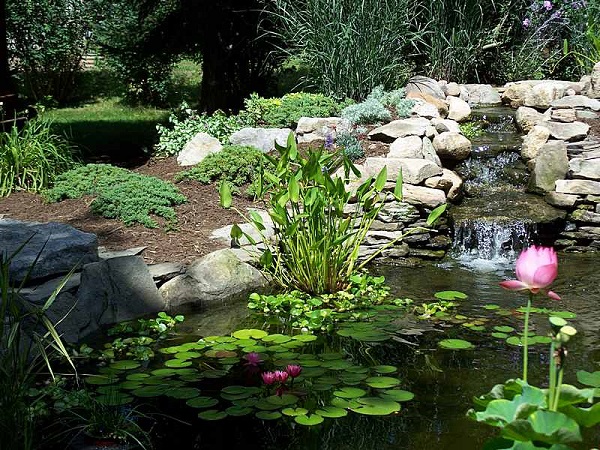 3. Image Source: Your Garden Pond Center