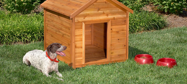 Small And Cute Dog House