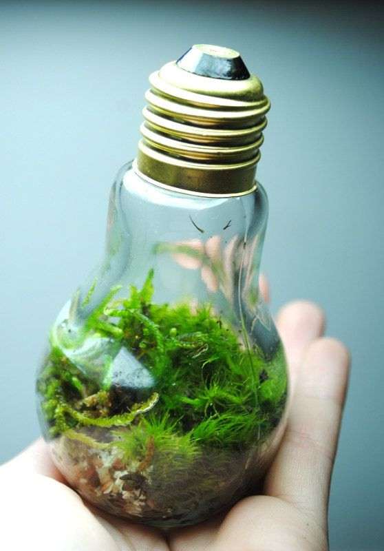 Light Bulb Ecosystem