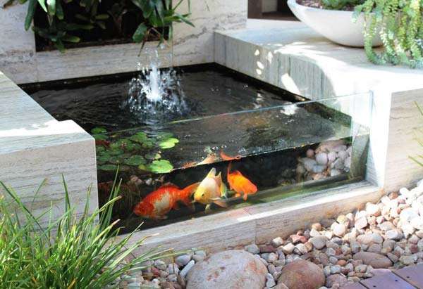 Fancy Fish Pool with Glass Wall