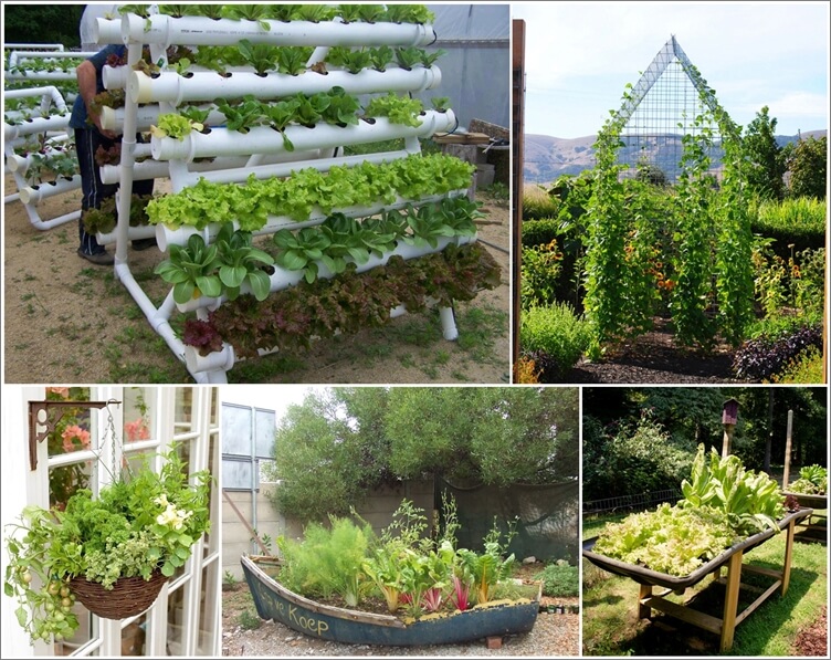 Grow An Unusual Vegetable Garden 1