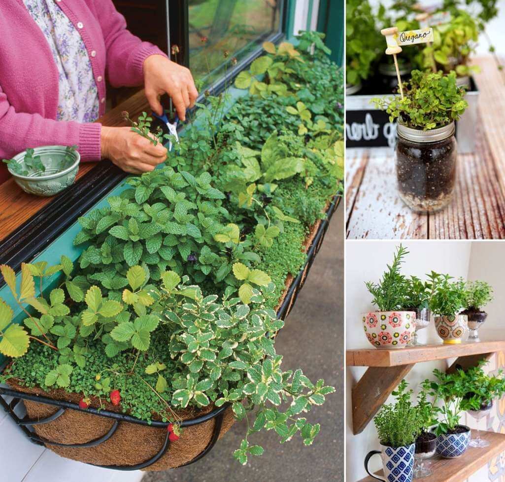 12 Cool Small Herb Gardens That Wonu002639;t Take Much Space