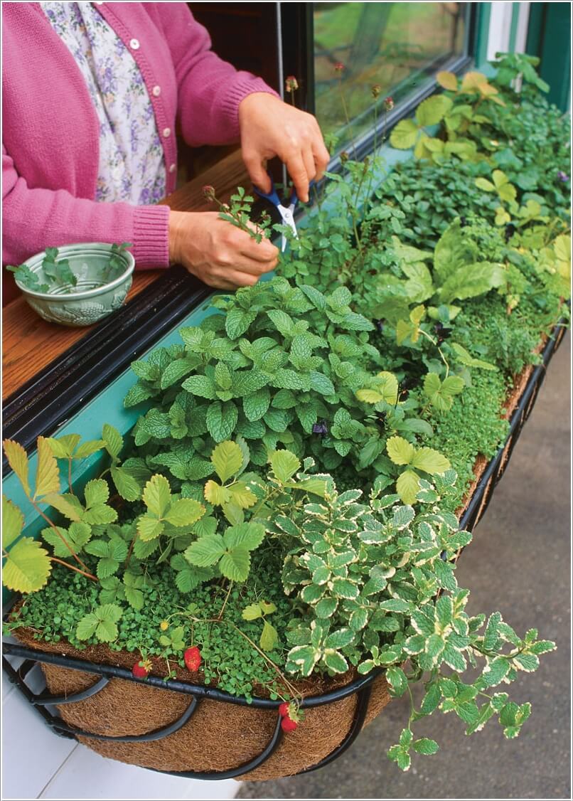 12 Cool Small Herb Gardens That Won't Take Much Space 1