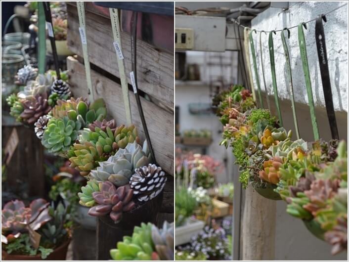 10 Cool Succulent Planter Ideas for Your Home 1