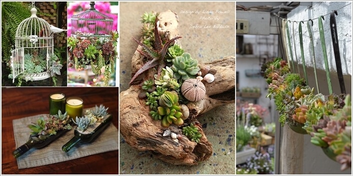 10 Cool Succulent Planter Ideas for Your Home a