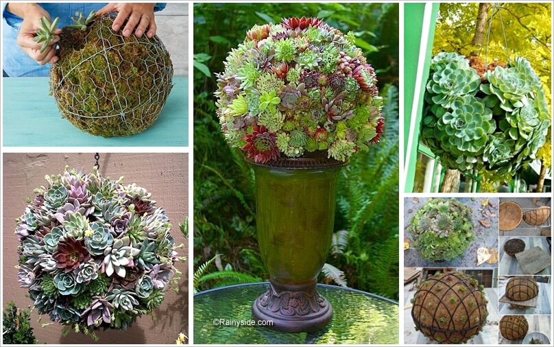 Decorate Your Garden with a Succulent Sphere 1
