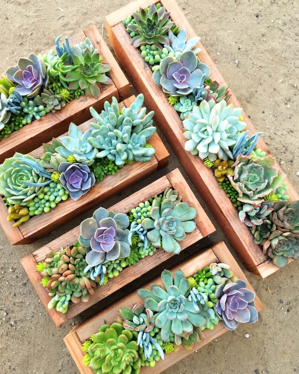 15 Unique Ways to Display Succulents