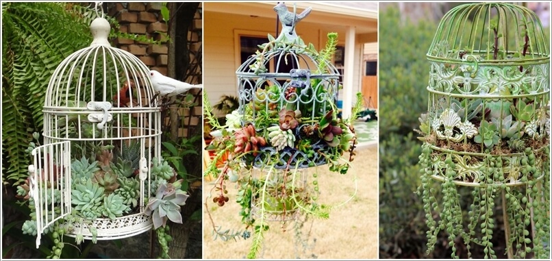 Succulent Garden Ideas 