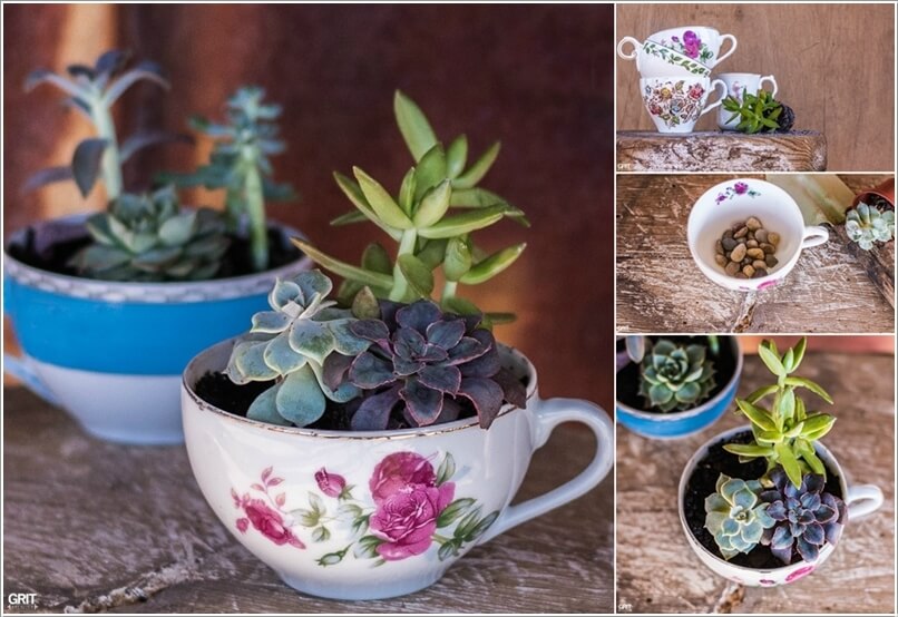 Succulent Garden Ideas 