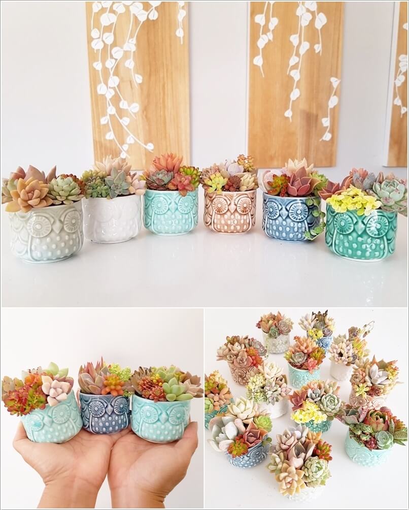 Succulent Garden Ideas 