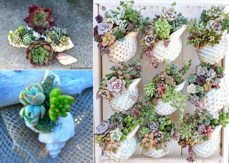 Succulent Planter Ideas