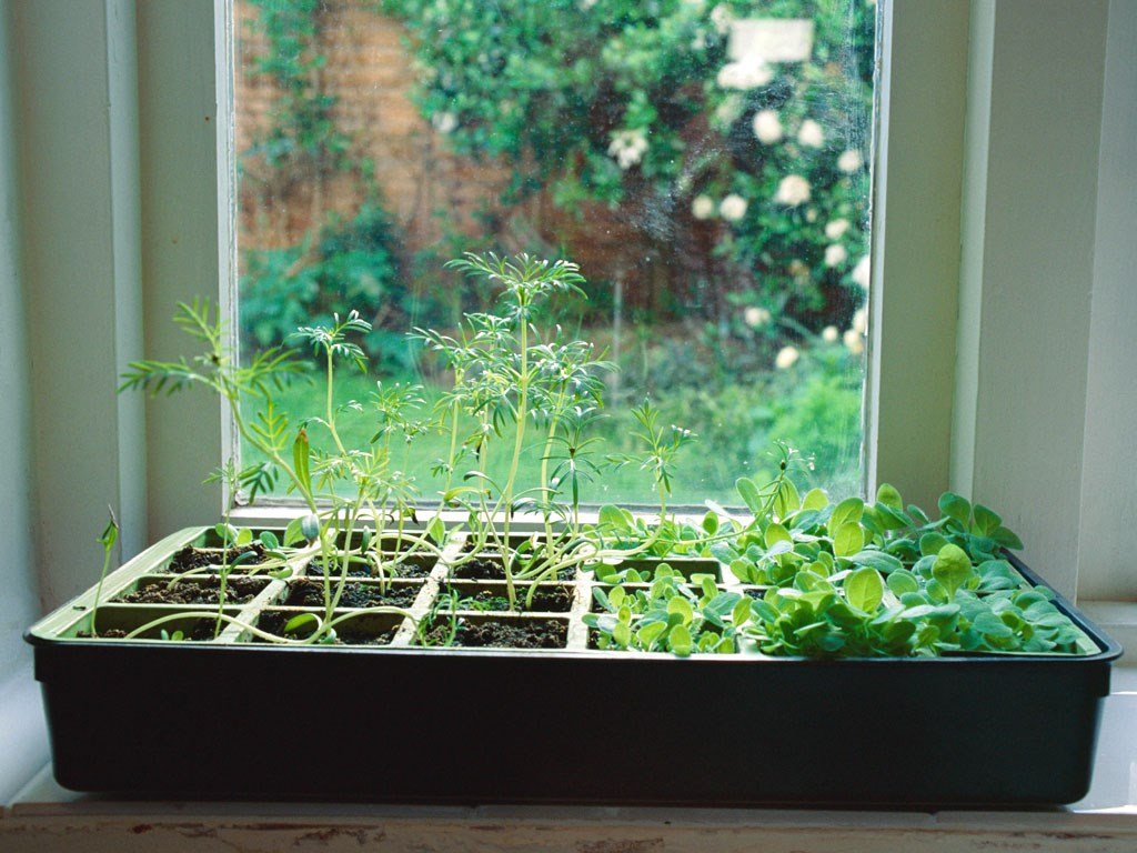 Indoor Kitchen Herb Gardens 