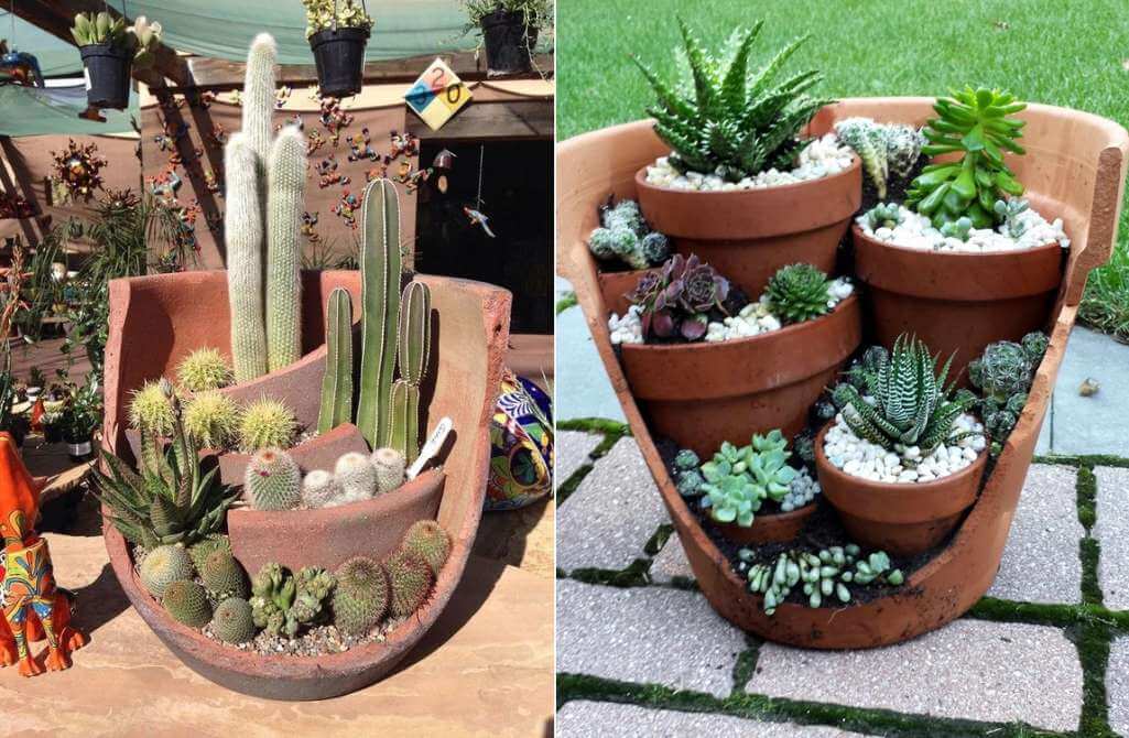 Cactus and Succulent Planter Ideas