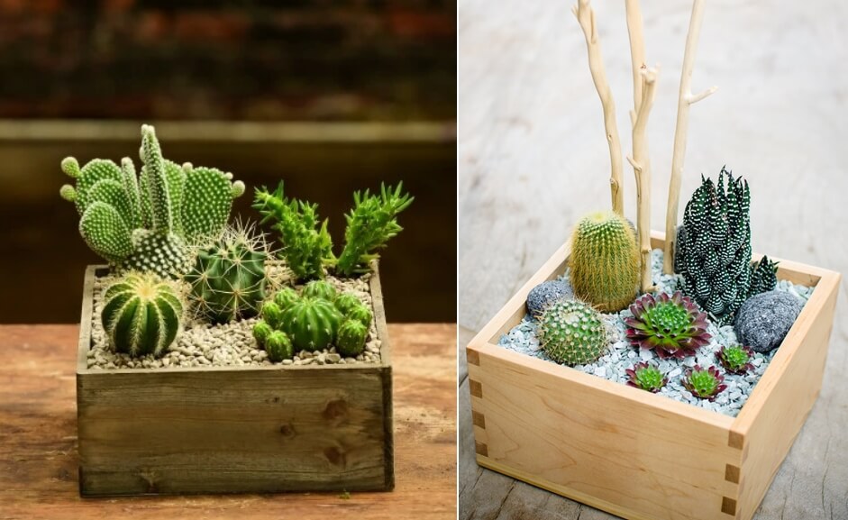 Cactus and Succulent Planter Ideas