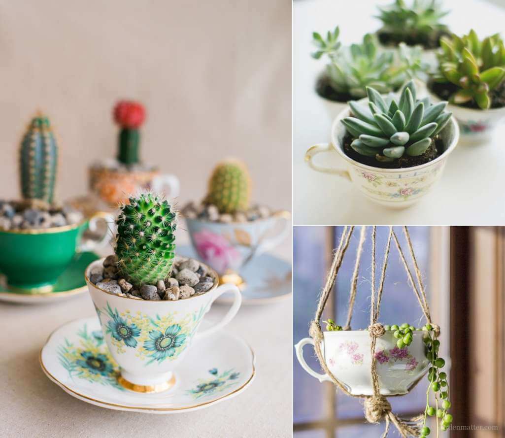 Cactus and Succulent Planter Ideas