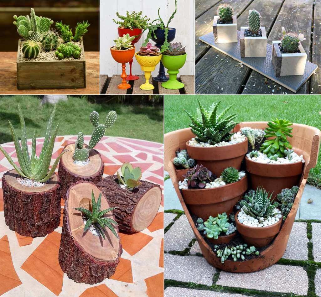 Cactus and Succulent Planter Ideas