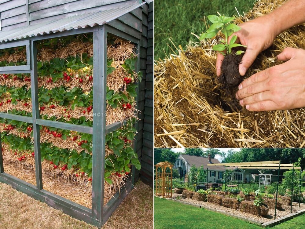 Ideas To Grow Strawberries