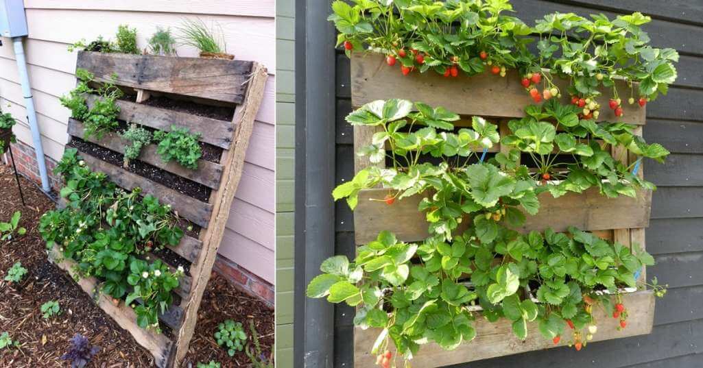 Ideas To Grow Strawberries