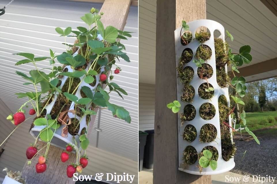 Ideas To Grow Strawberries