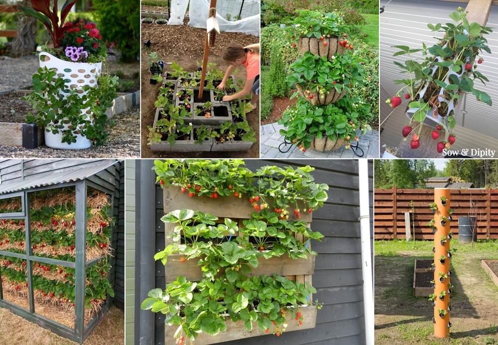 Ideas To Grow Strawberries