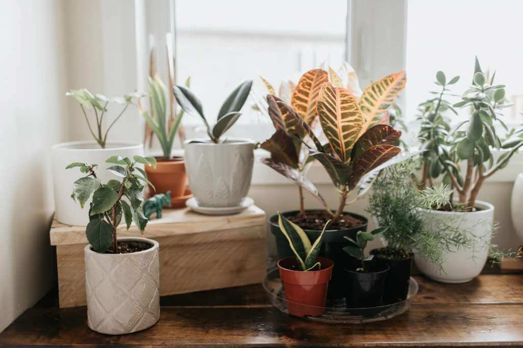 indoor plants 