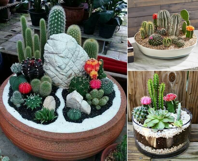 cactus garden