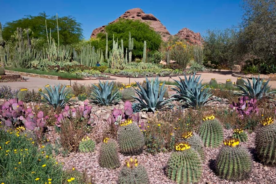 cactus garden