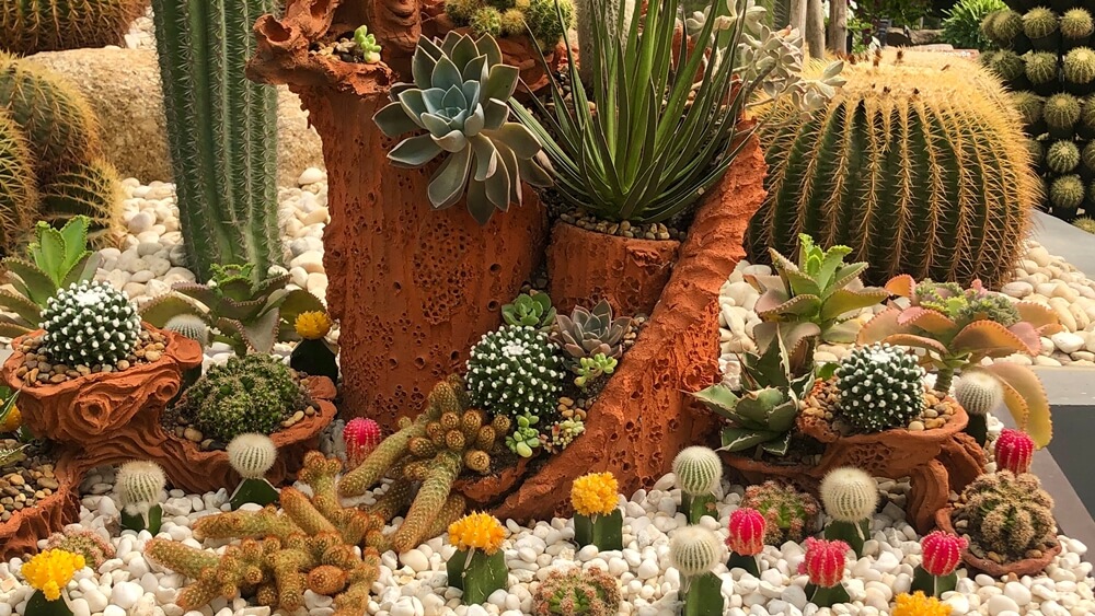 kaktus trädgård