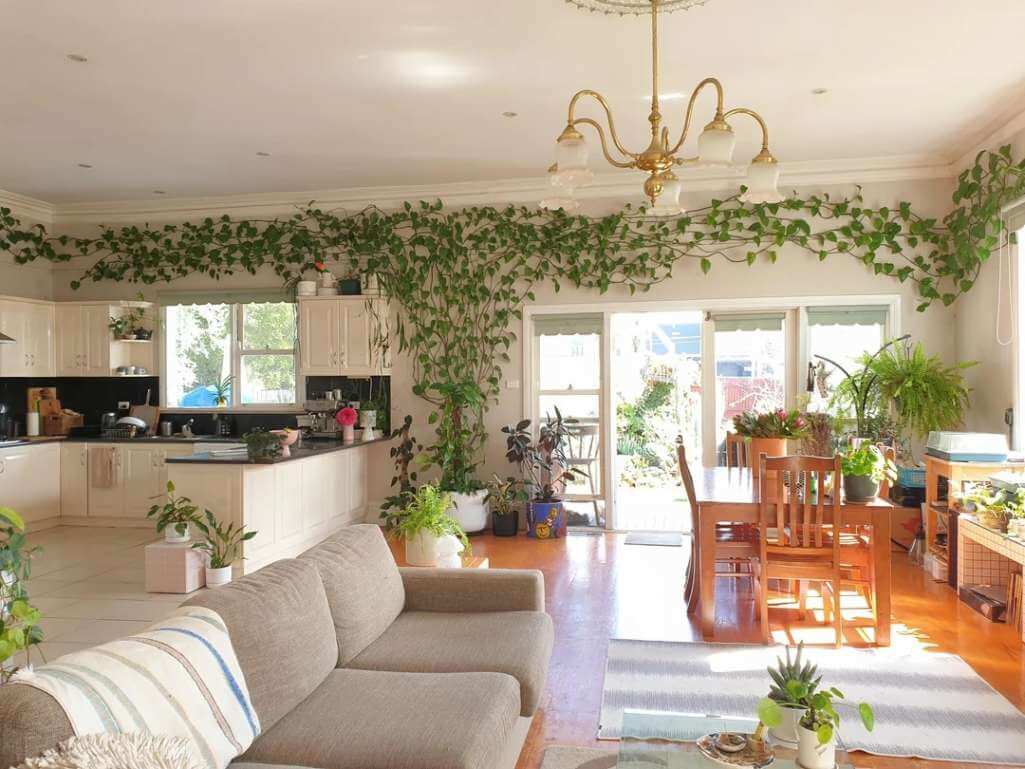 Ideas to Decorate with Indoor Ivies 