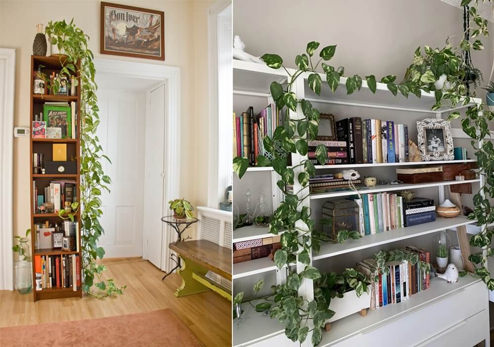 Ideas to Decorate with Indoor Ivies 