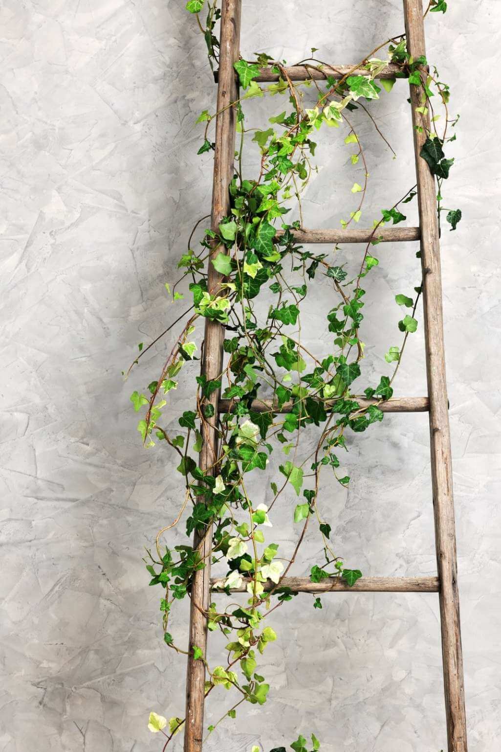 Ideas to Decorate with Indoor Ivies 