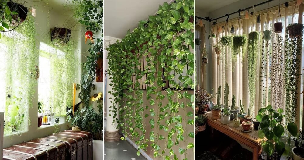 Ideas to Decorate with Indoor Ivies 