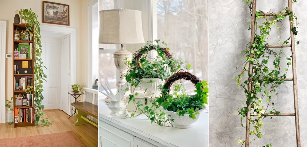 Ideas to Decorate with Indoor Ivies 