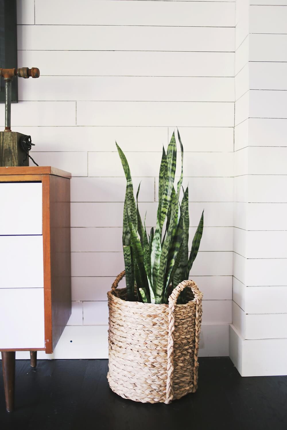 15 Best Houseplant Containers