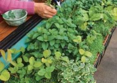 Window  SIll Herb HGarden