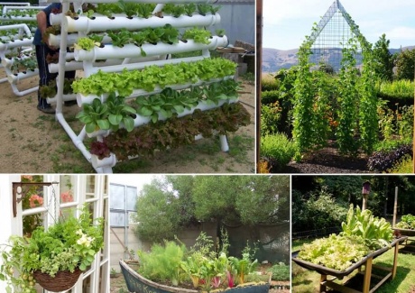 Grow An Unusual Vegetable Garden fi