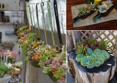 10 Cool Succulent Planter Ideas for Your Home fi