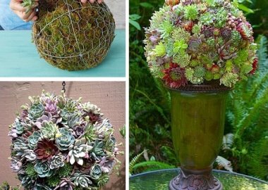 Decorate Your Garden with a Succulent Sphere fi