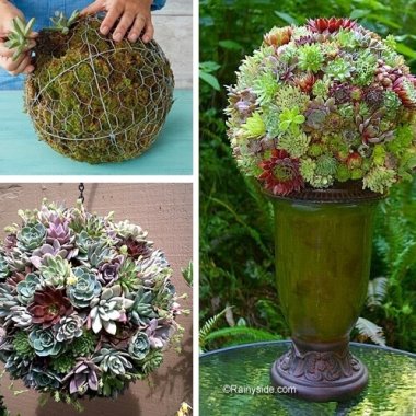 Decorate Your Garden with a Succulent Sphere fi