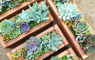 Ways to Display Succulents fi