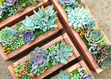 Ways to Display Succulents fi