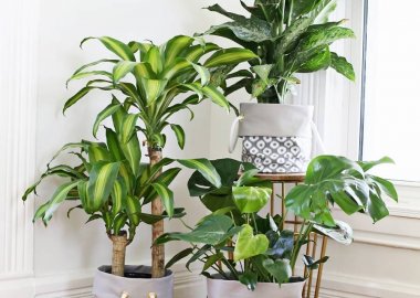Pot Cover Ideas for Your Indoor Plants