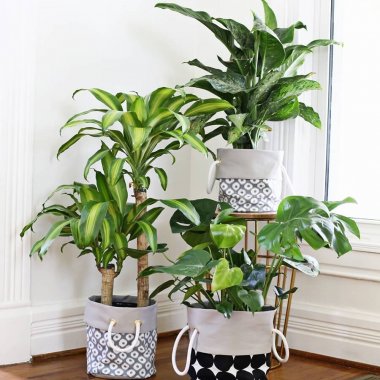 Pot Cover Ideas for Your Indoor Plants