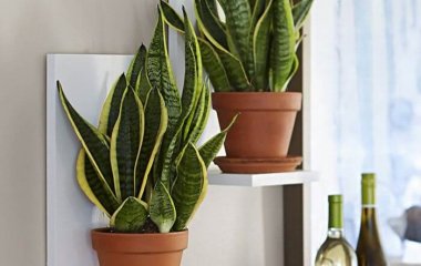 Tips for Adding Plants to a Kitchen