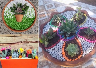 Succulent Garden Ideas