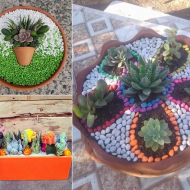 Succulent Garden Ideas