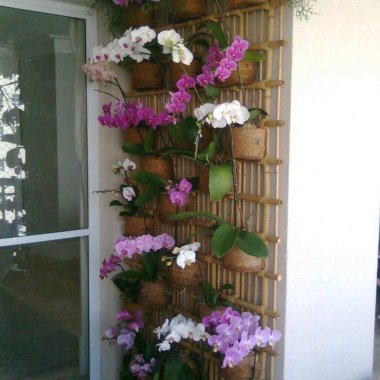 Ideas to Design a Vertical Garden