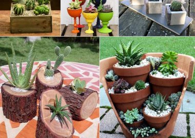 Cactus and Succulent Planter Ideas